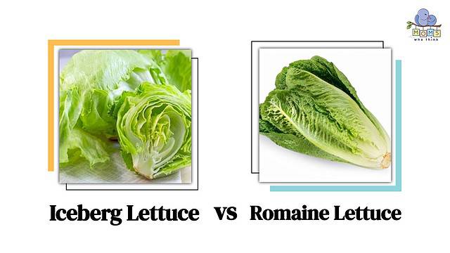 Iceberg Lettuce vs Romaine Lettuce