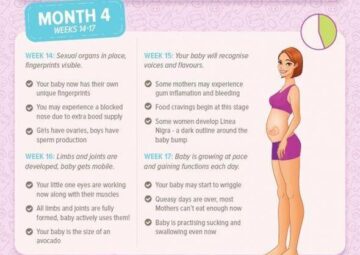 Pregnancy Information Guide